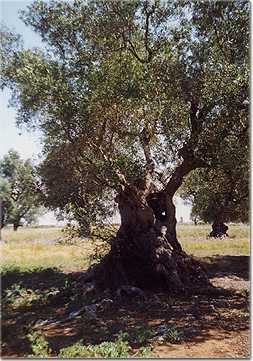 Albero di ulivo