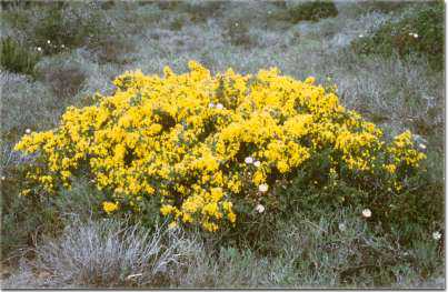 macchia mediterranea