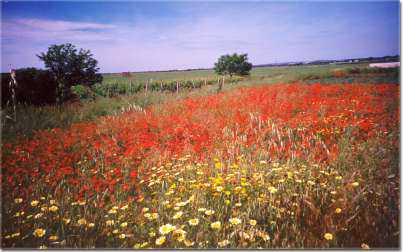 la campagna