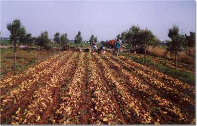 Raccolta delle patate
