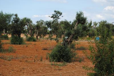 Xylella fastidiosa