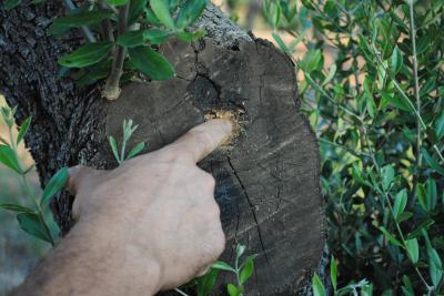 Xylella fastidiosa