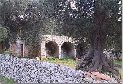 Frantoio Ipogeo